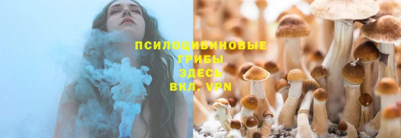 ссылка на мегу зеркало  Лесозаводск  Галлюциногенные грибы Psilocybe 